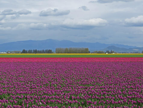 Springtime in La Conner, Washington State