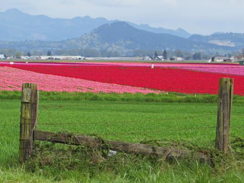 Washington State Tulip Fields