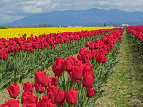 Tulip Growing in La Conner, State of Washington