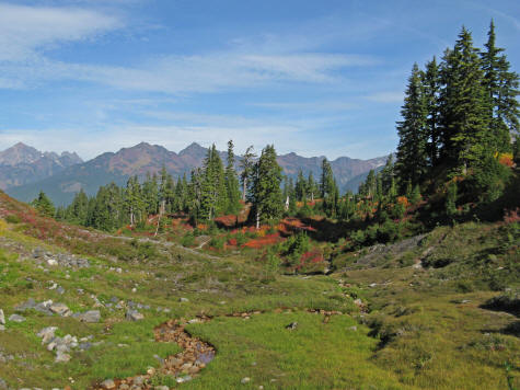 Alpine Meadow at Mount Baker, Washington State