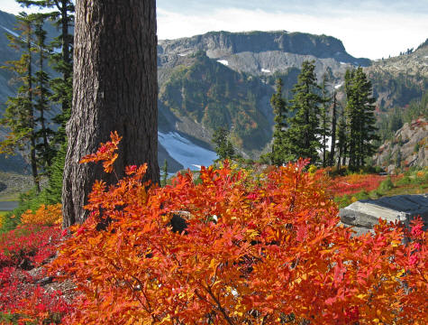 Autumn Colors at Mt. Baker Washington